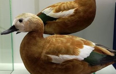 Новая выставка в рамках нацпроекта «Культура» откроется в музее Челябинска